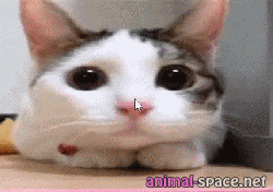Funny Cat Gifs 2023- Z31 Coloring Page Funny Cat Gifs 2023- Z31 Coloring Page